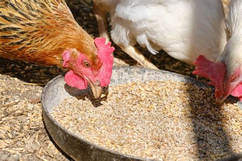 What to Feed a Fighting Rooster .